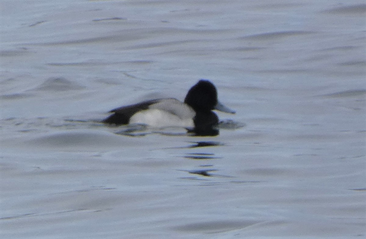 Lesser Scaup - ML542735781