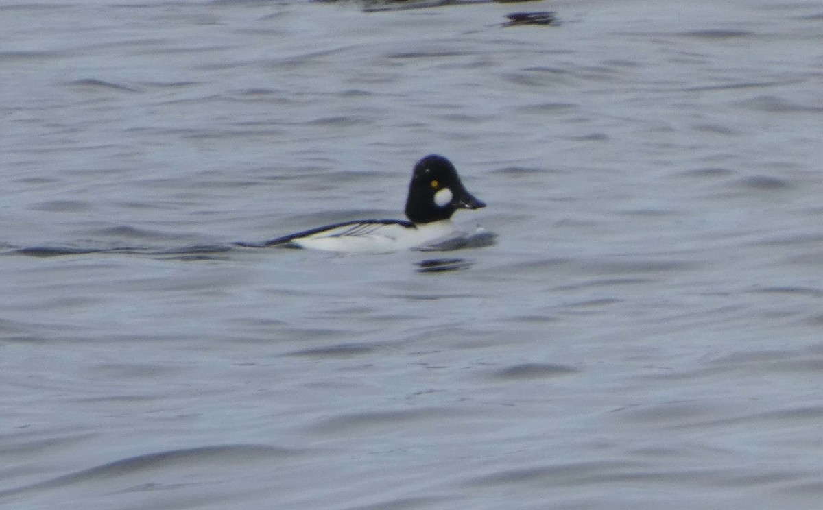 Common Goldeneye - Paul Mackenzie