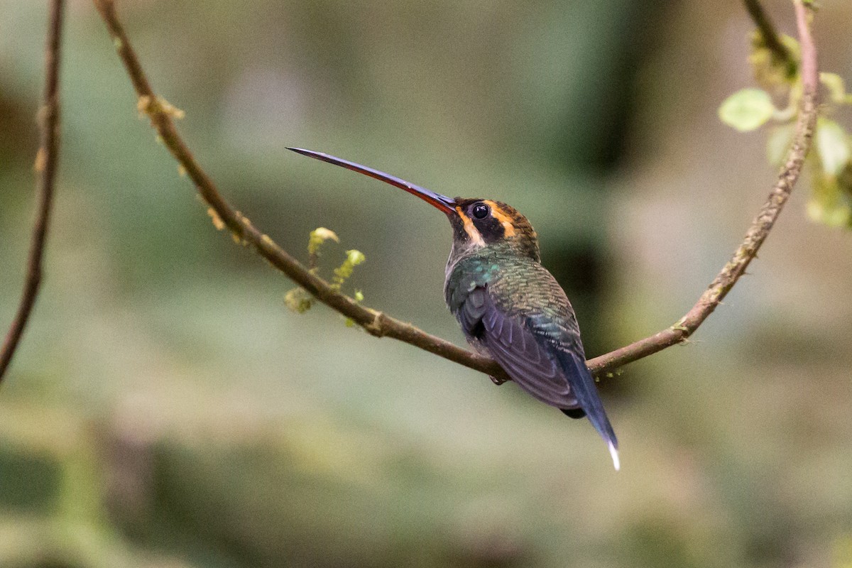White-whiskered Hermit - Rob Felix