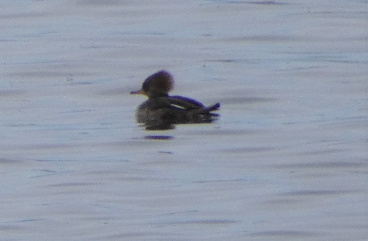 Hooded Merganser - Paul Mackenzie