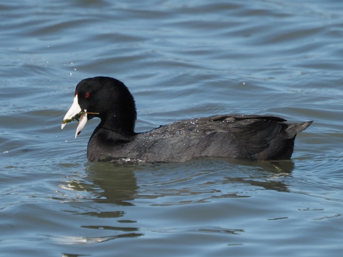 American Coot - Kirk LaGory