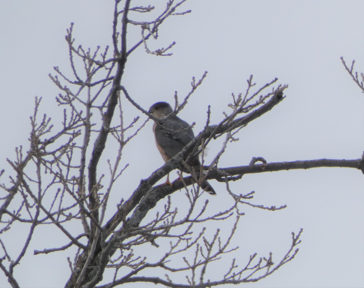 Cooper's Hawk - ML542736051