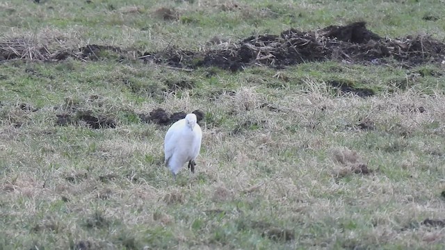 Western Cattle Egret - ML542737011