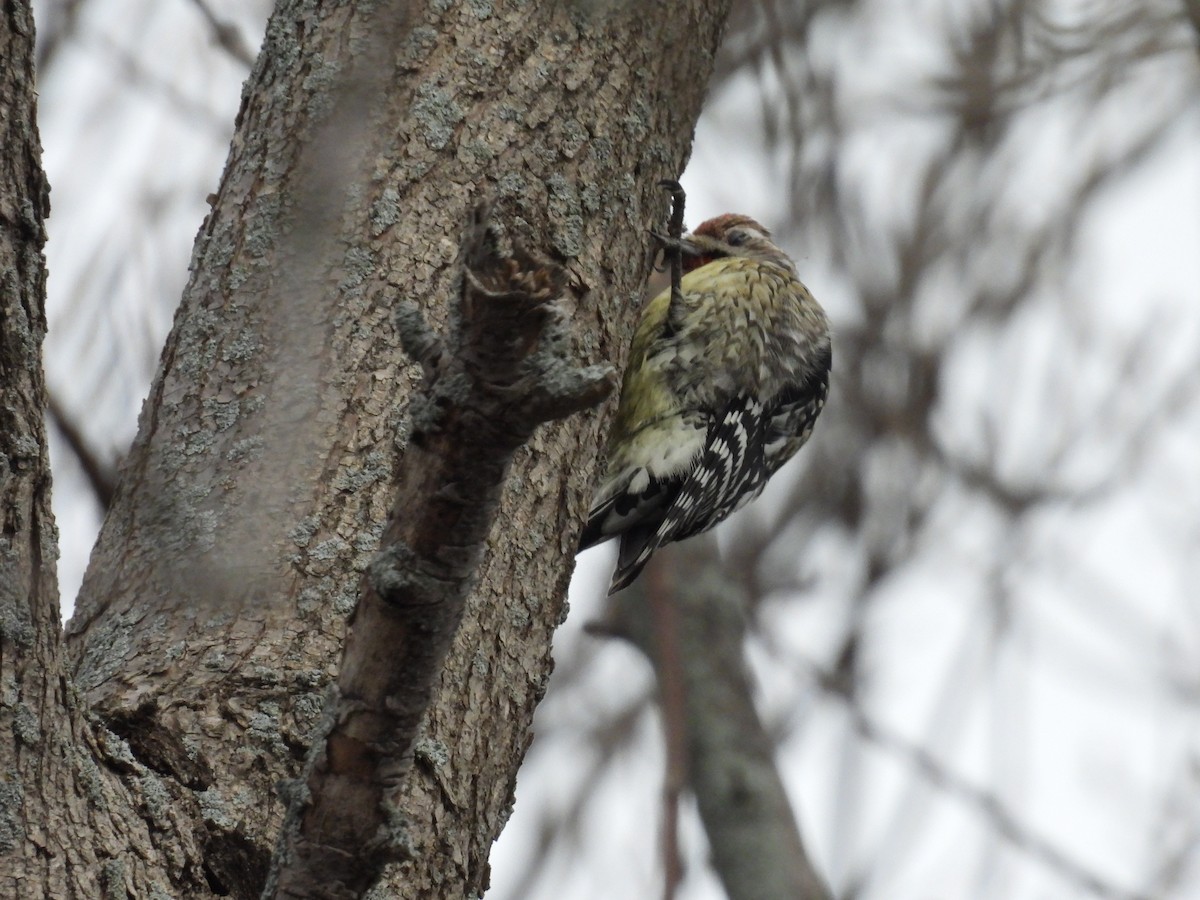 Yellow-bellied Sapsucker - ML542737311