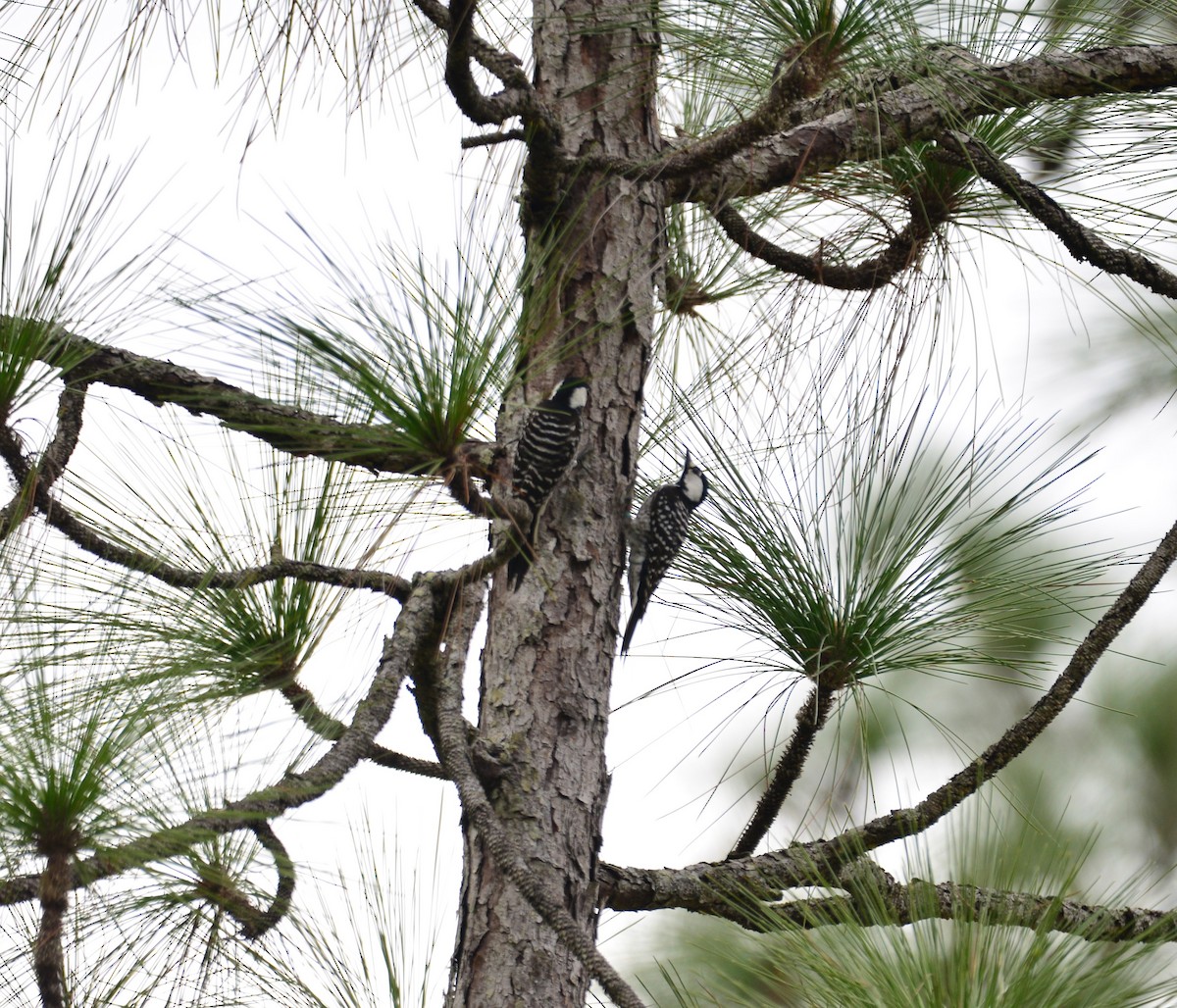 Red-cockaded Woodpecker - ML542737581