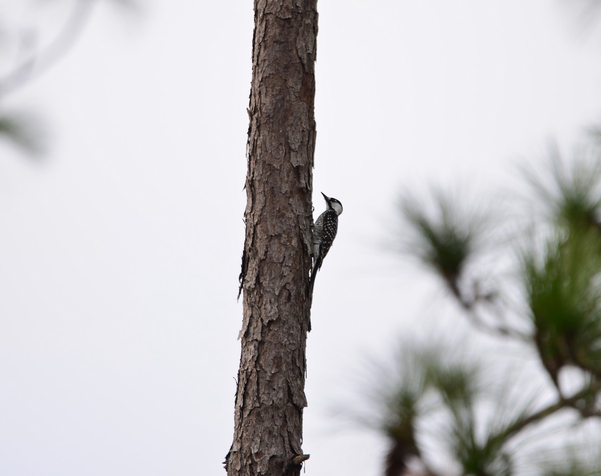 Red-cockaded Woodpecker - ML542737591