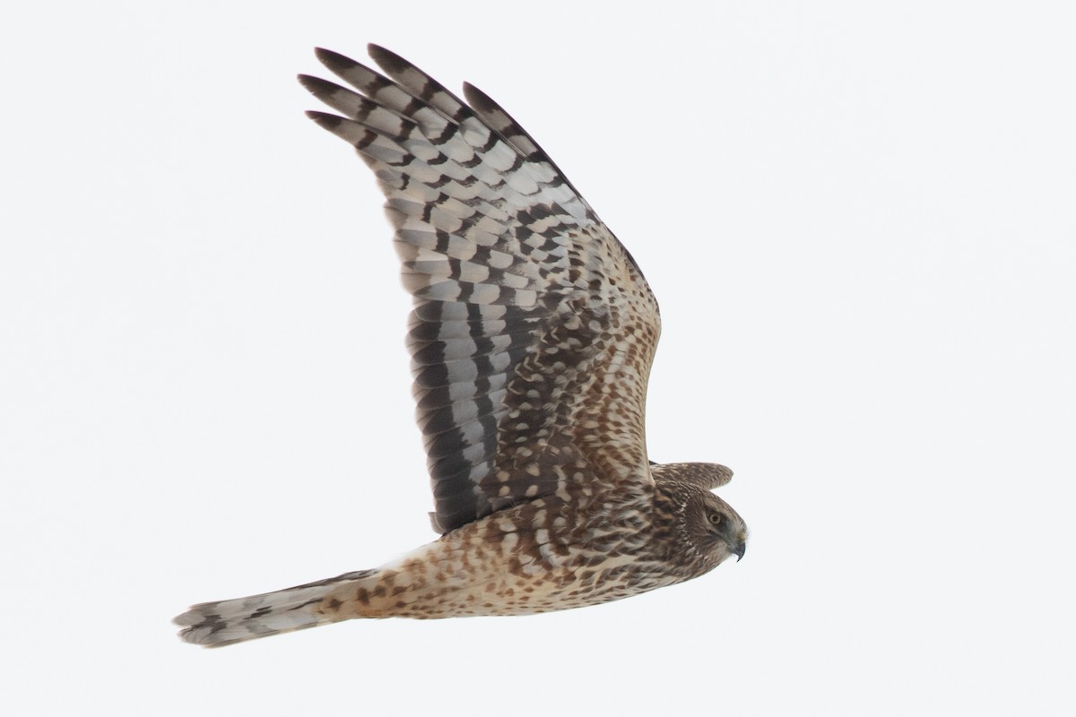 Northern Harrier - David Brown