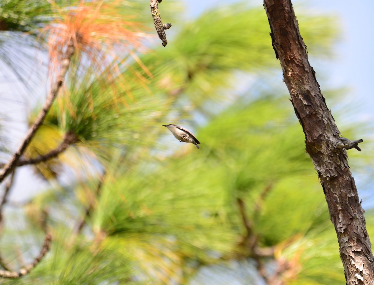 Brown-headed Nuthatch - ML542738781