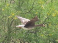 Greater White-fronted Goose - ML542739071