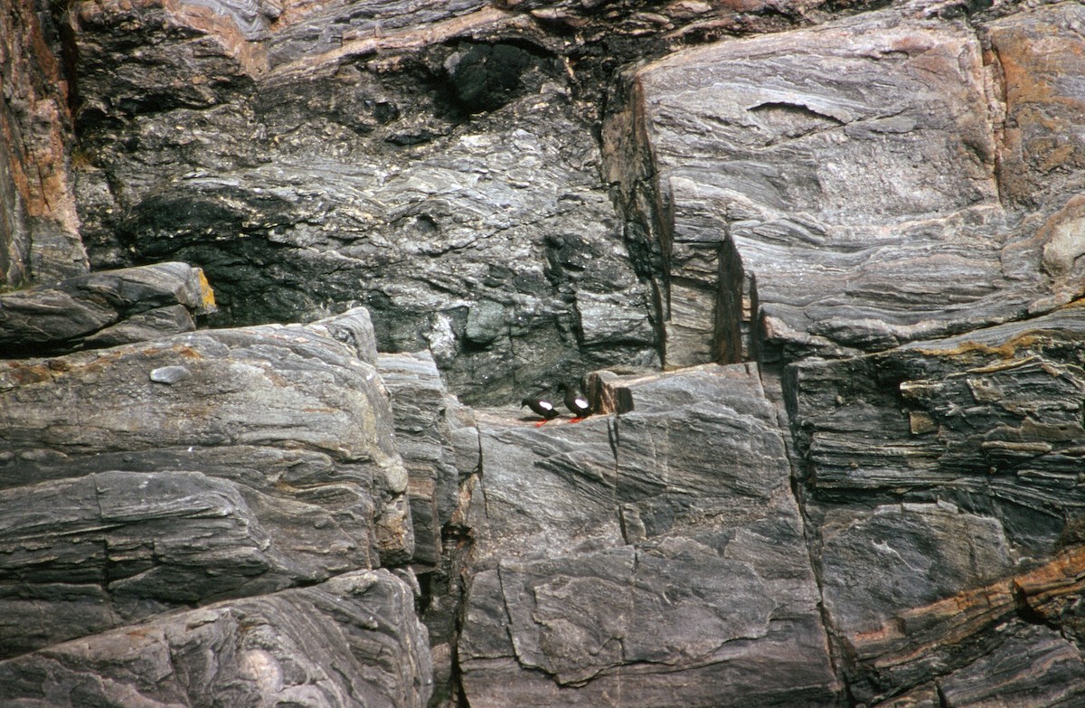 Black Guillemot - ML542740611