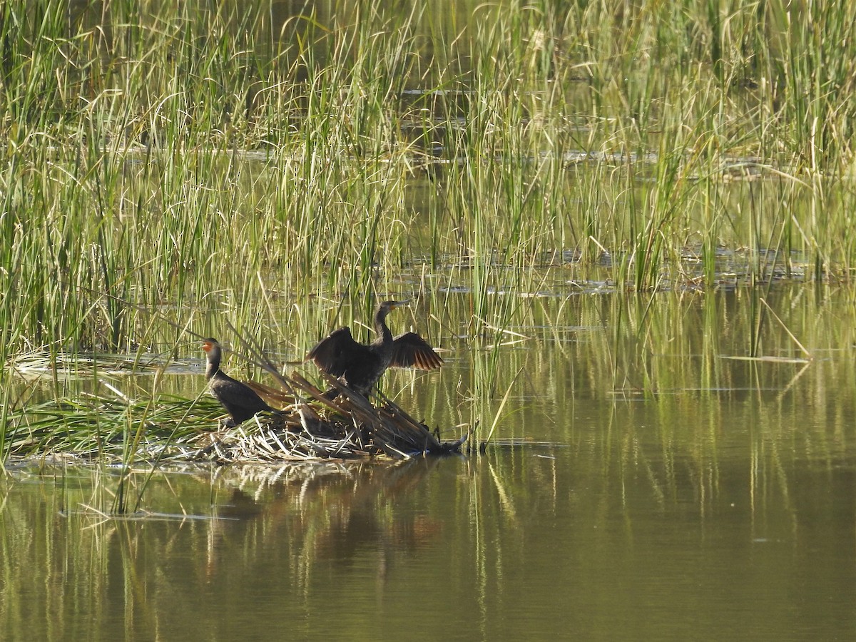 Great Cormorant - ML54274071