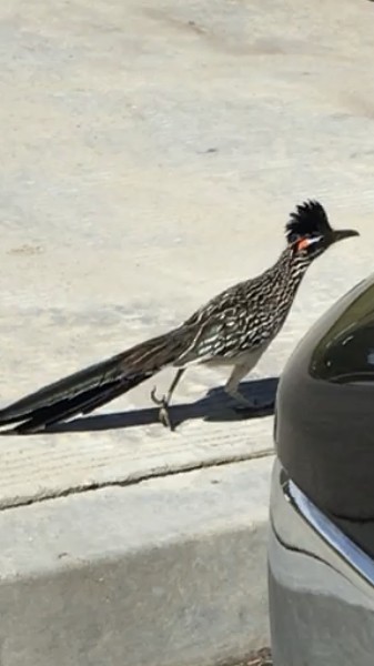 Greater Roadrunner - t. martello