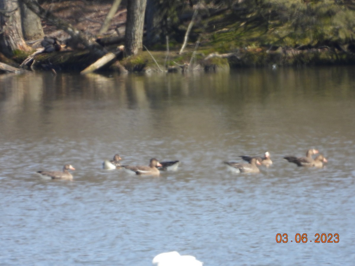 Greater White-fronted Goose - ML542742901