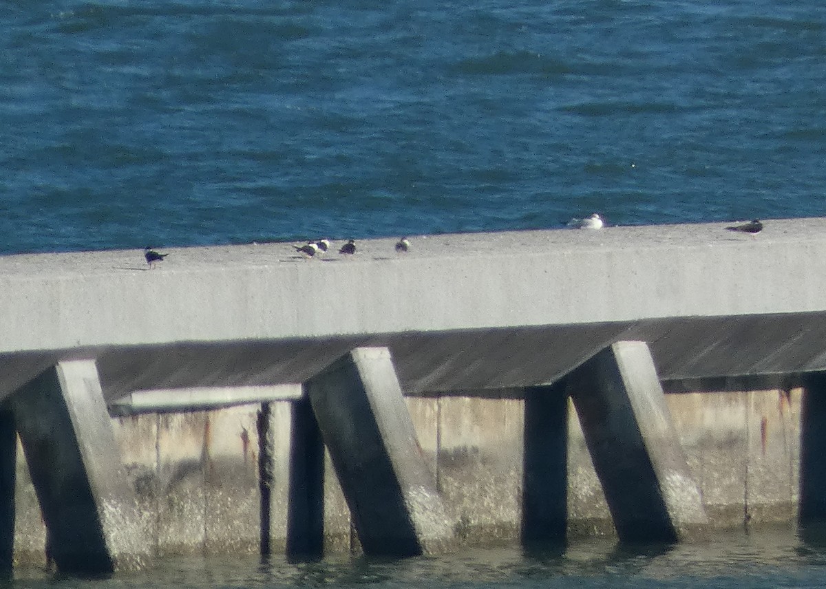 Black Skimmer - ML542743641