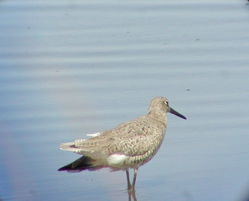 Willet - ML542743961