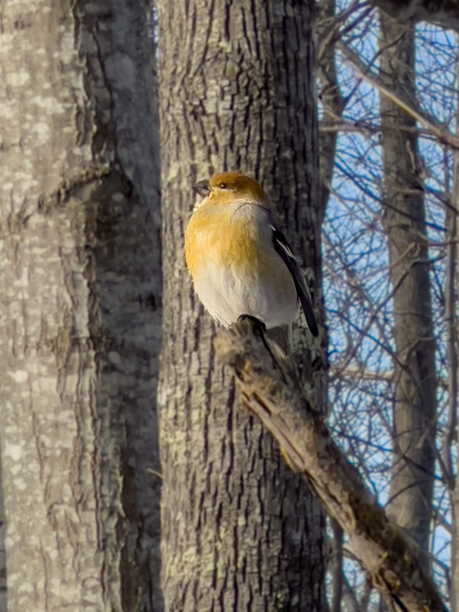 Pine Grosbeak - ML542744771