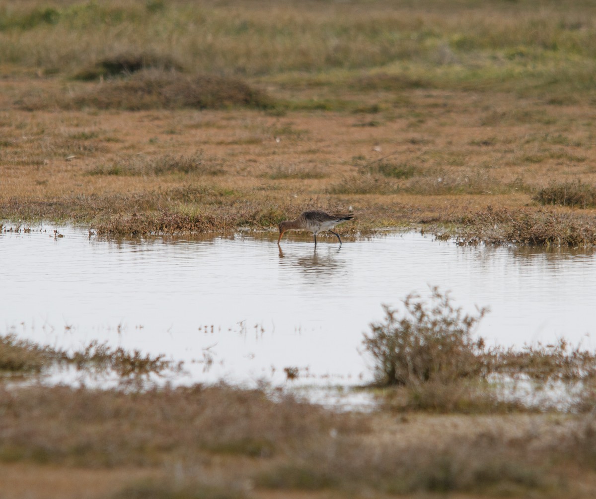 Black-tailed Godwit - Nacho Sánchez