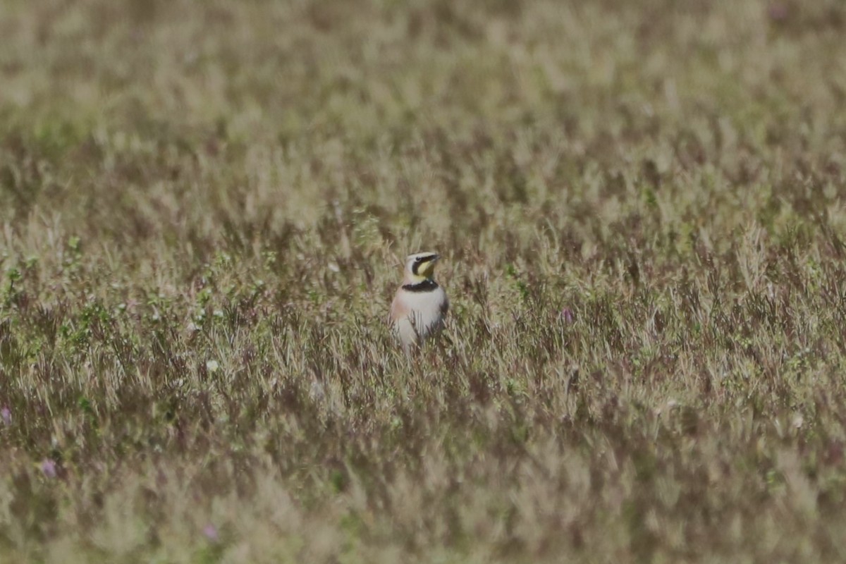 Horned Lark - ML542746151