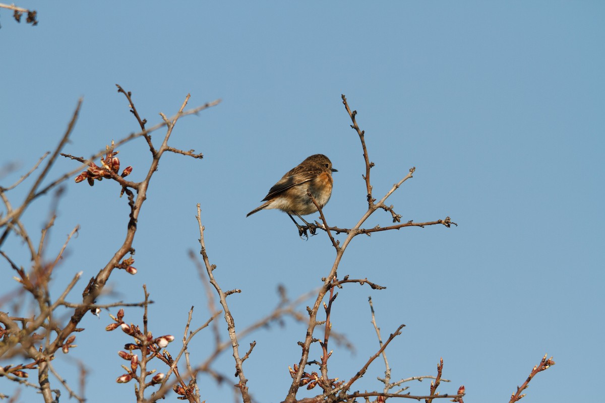 European Stonechat - Nacho Sánchez