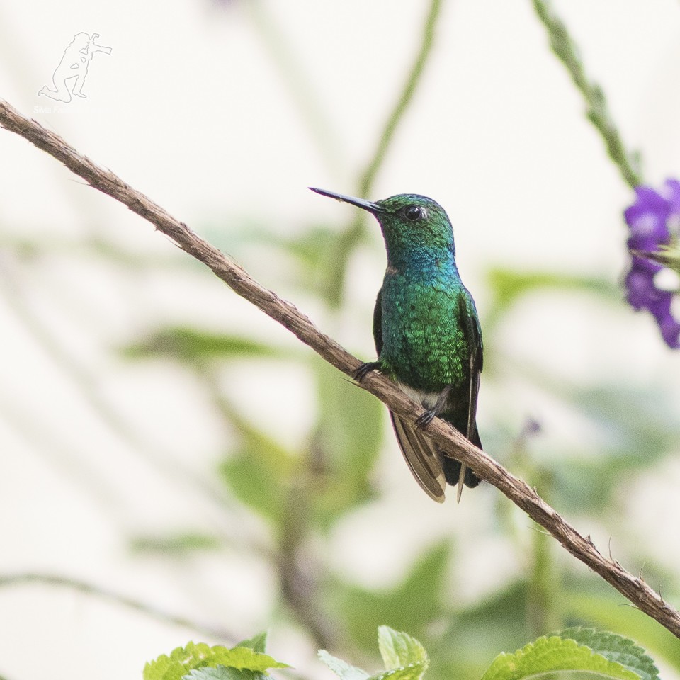 Blue-tailed Emerald - Silvia Faustino Linhares