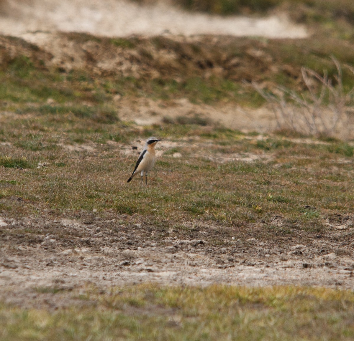 Northern Wheatear - Nacho Sánchez