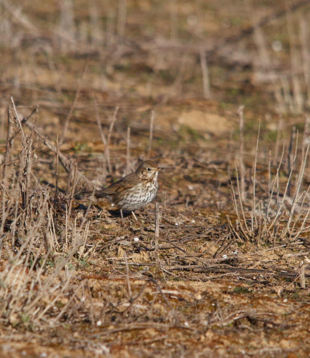 Water Pipit - ML542747021