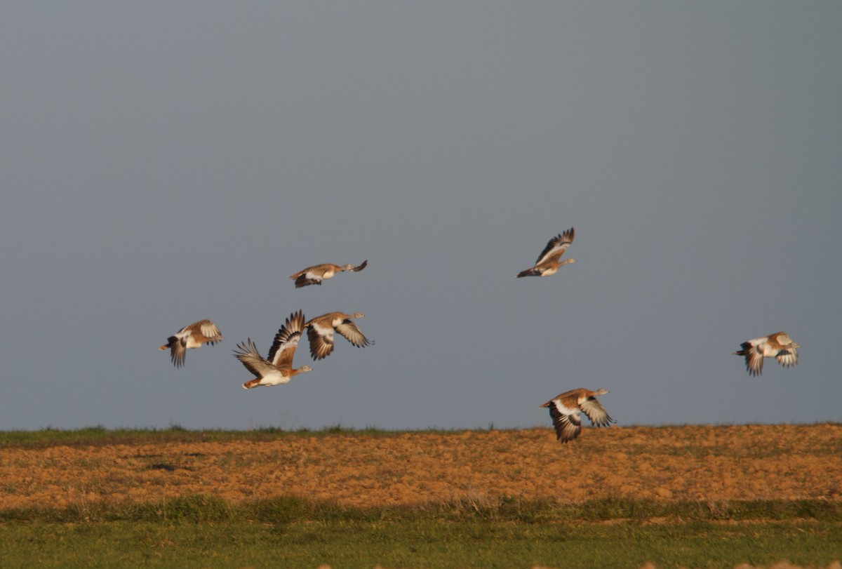 Great Bustard - Nacho Sánchez