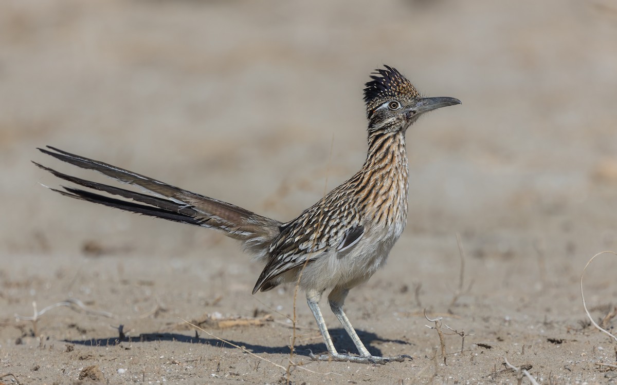 Greater Roadrunner - ML542748291