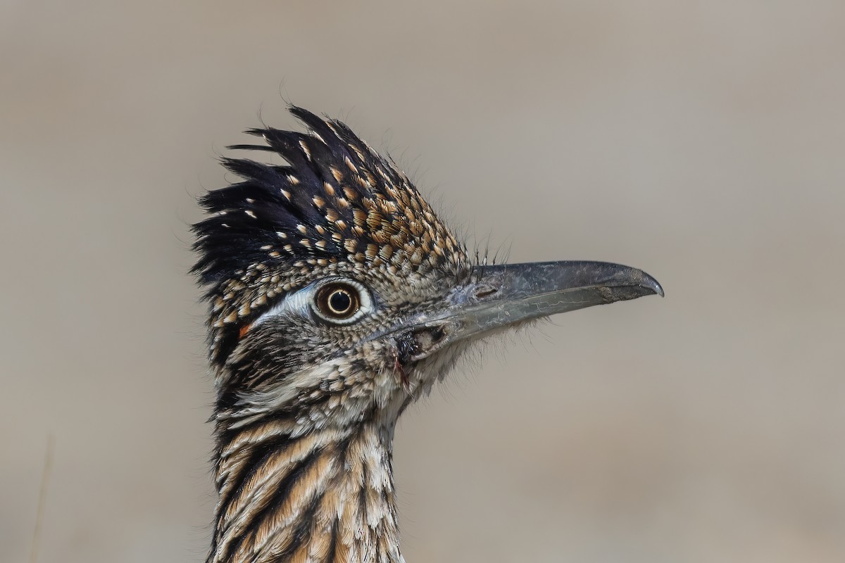 Greater Roadrunner - ML542748471