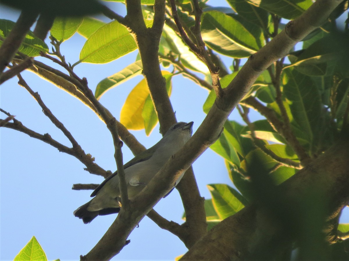 Jamaican Euphonia - ML542748591