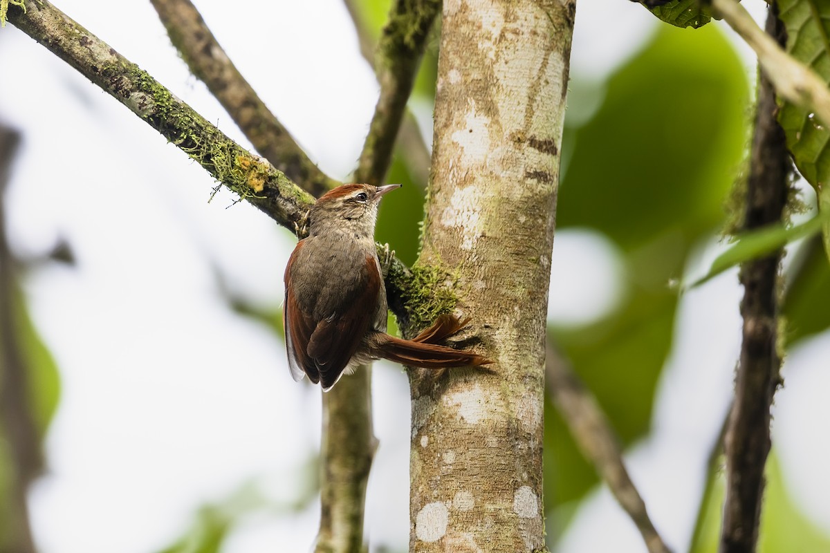 Line-cheeked Spinetail (Line-cheeked) - Stefan Hirsch