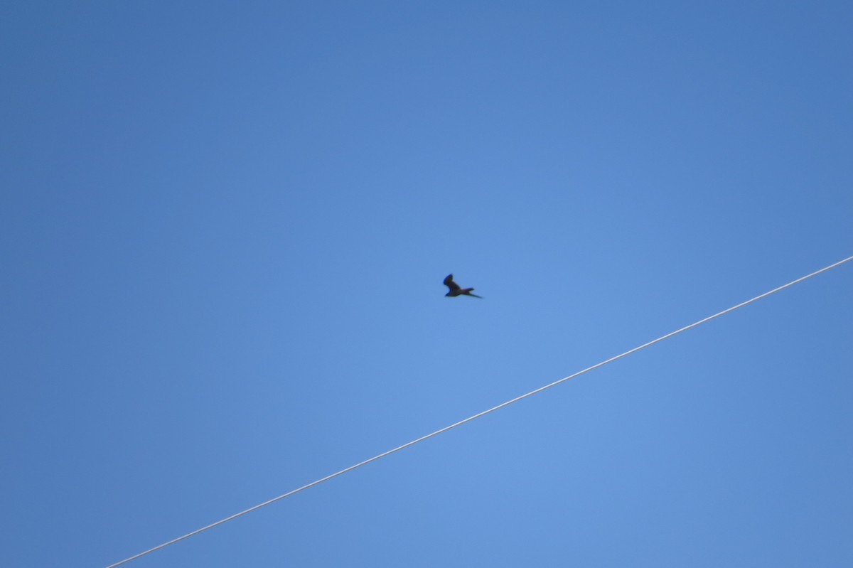 Эгэл шонхор - ML542749561