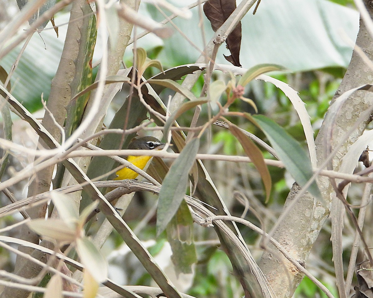 Yellow-breasted Chat - ML542749771