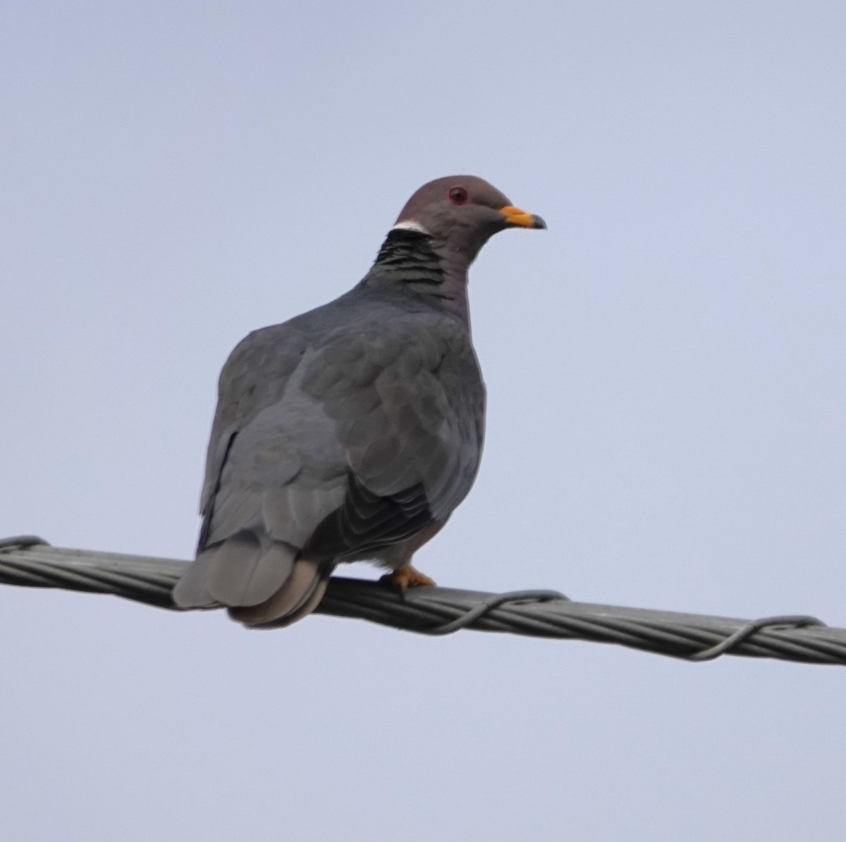 Band-tailed Pigeon - ML542750101