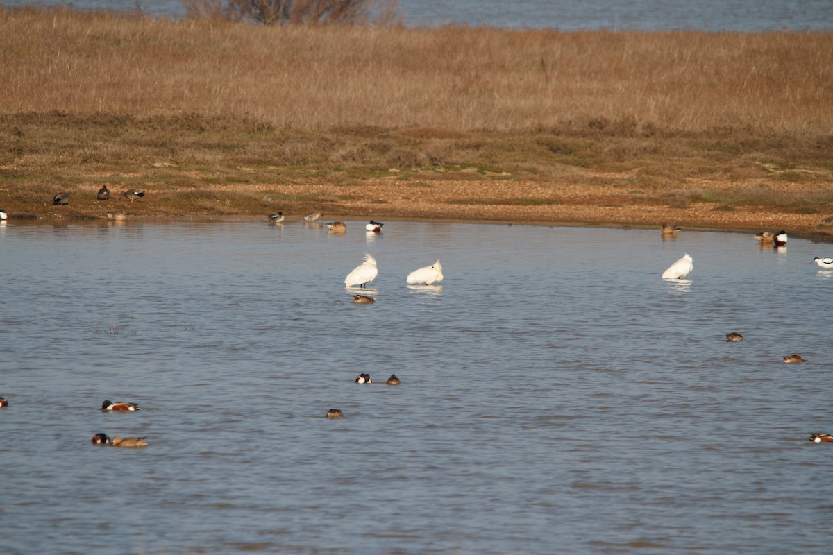 Eurasian Spoonbill - Nacho Sánchez