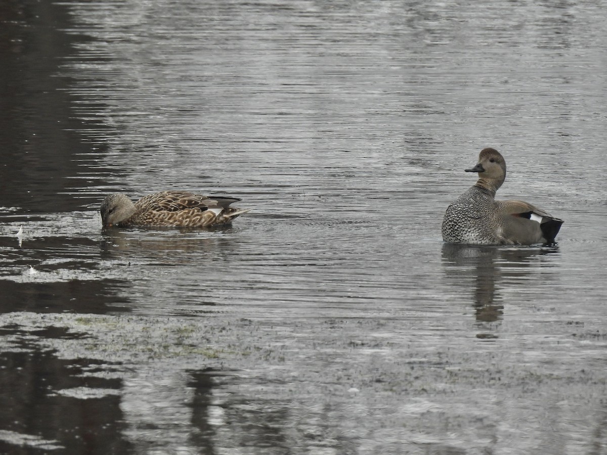 Gadwall - Nancy VanCott