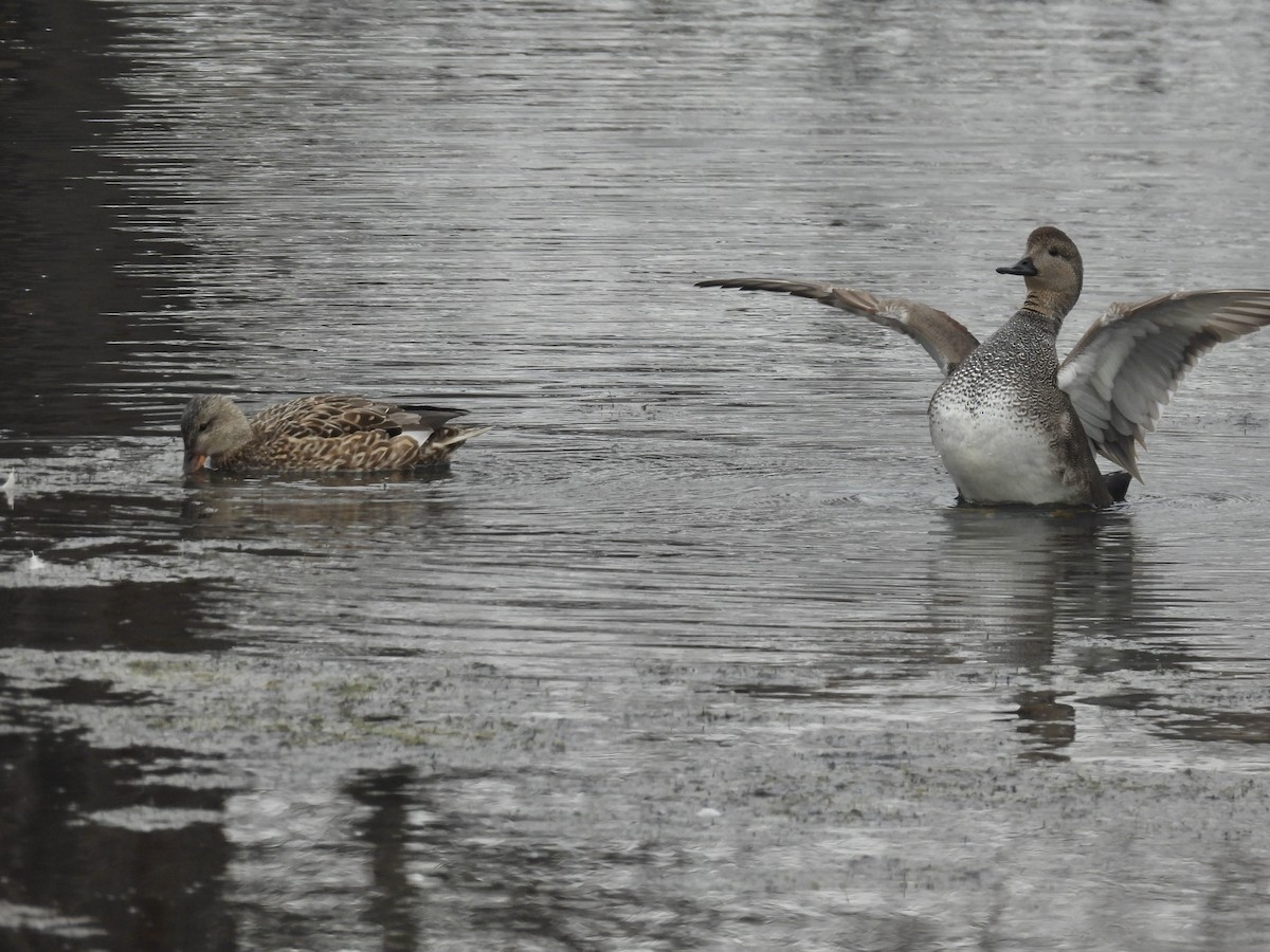 Gadwall - ML542750811