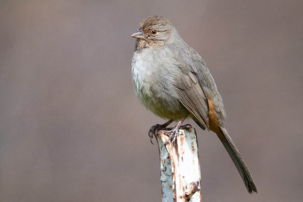 California Towhee - ML542751041
