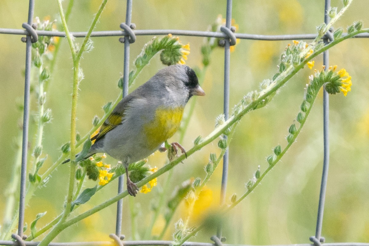 Lawrence's Goldfinch - ML542751091
