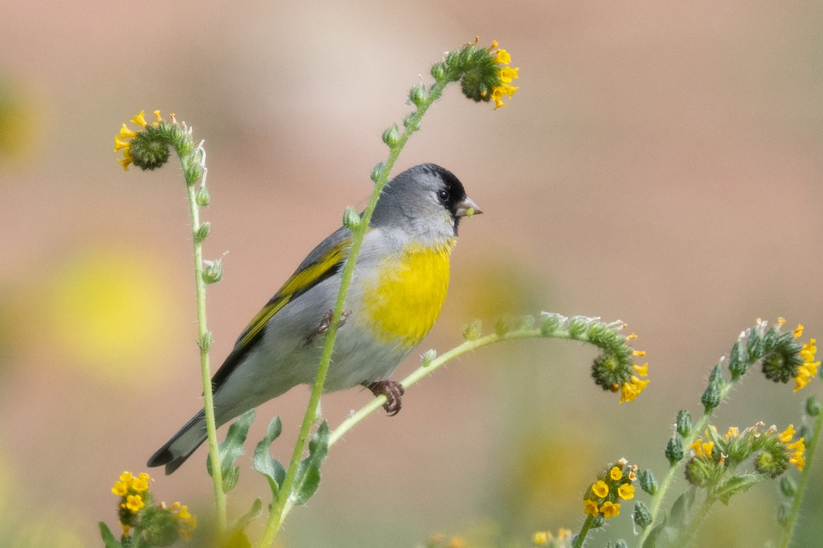 Lawrence's Goldfinch - ML542751211