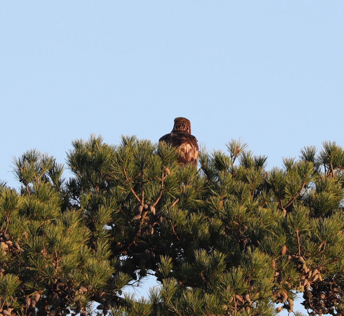 Golden Eagle - ML542751321