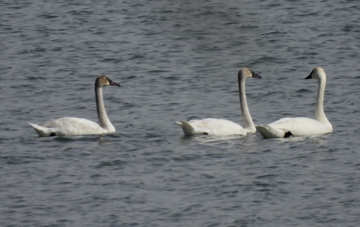 Tundra Swan - Barb Stone