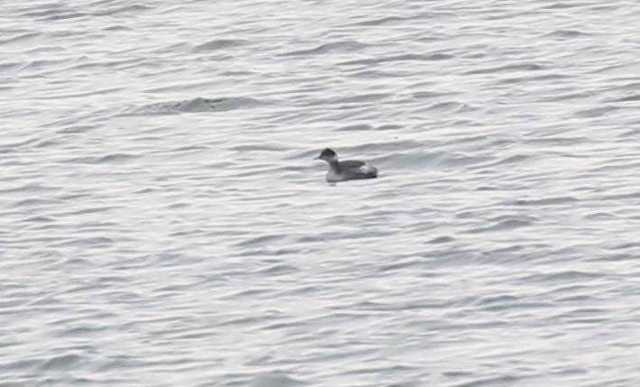 Eared Grebe - ML542751901