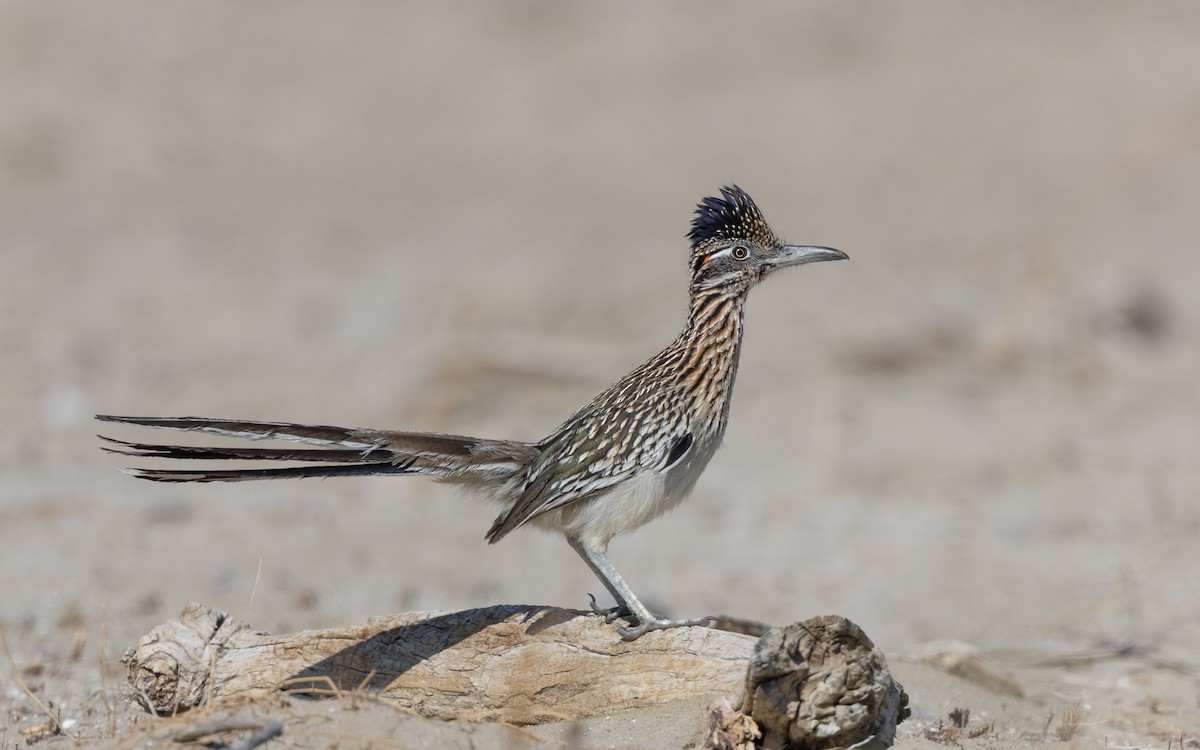 Greater Roadrunner - ML542752021