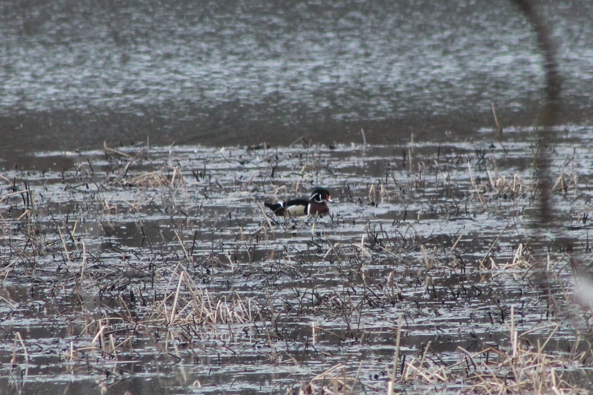 Wood Duck - ML542752281