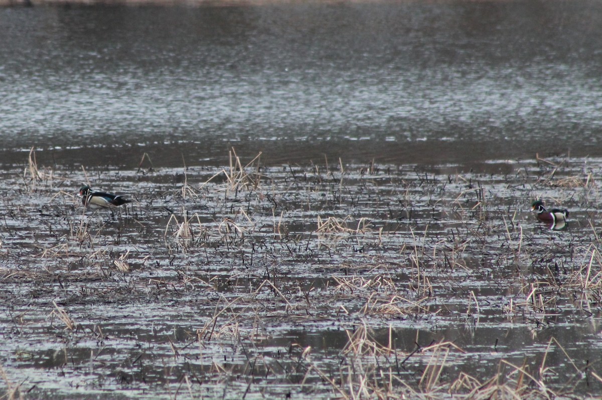 Wood Duck - ML542752301