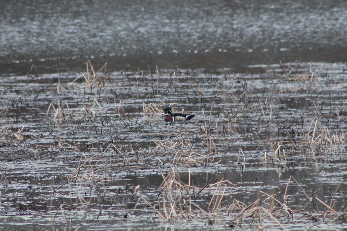 Wood Duck - ML542752311