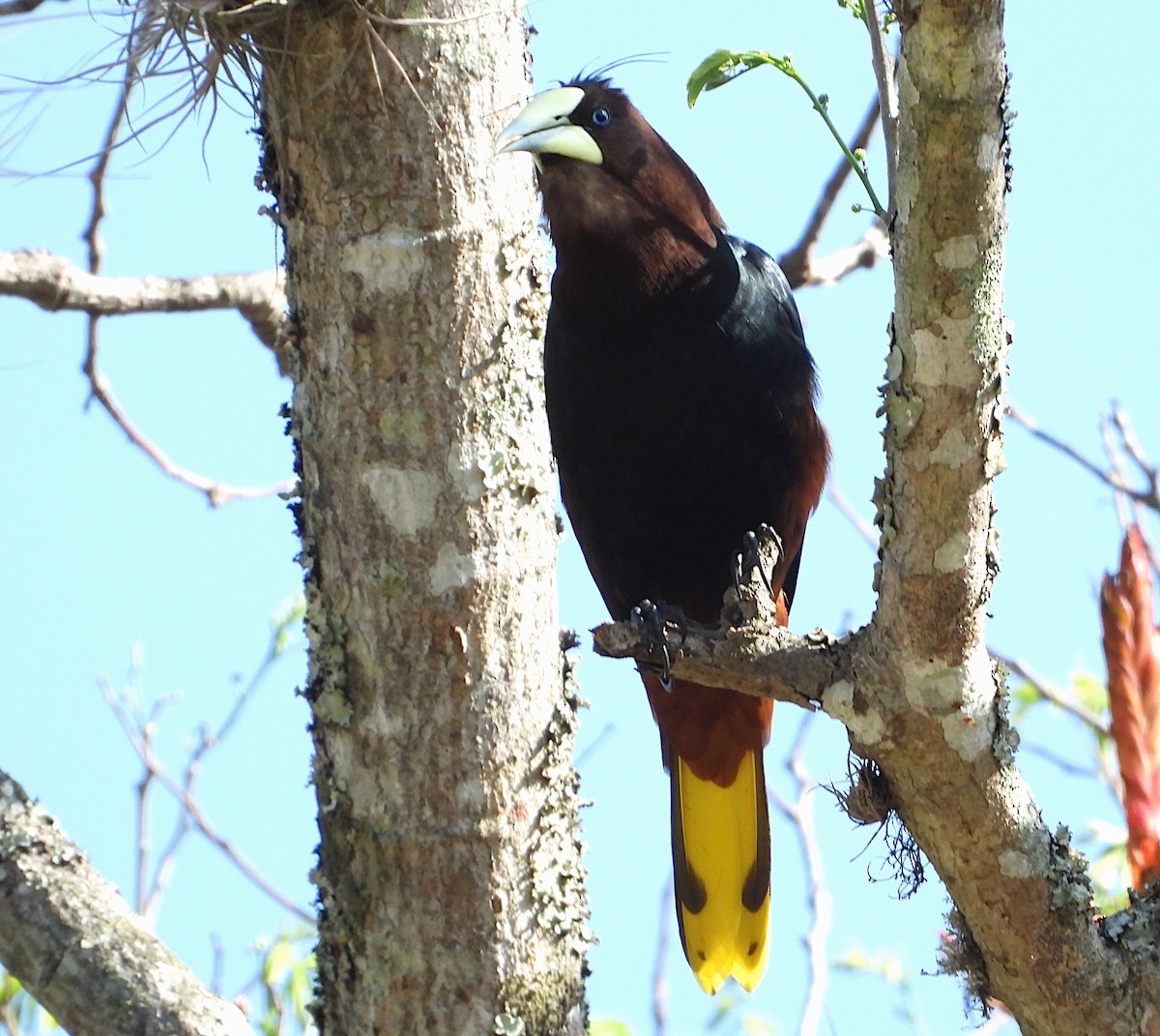 Chestnut-headed Oropendola - ML542752371