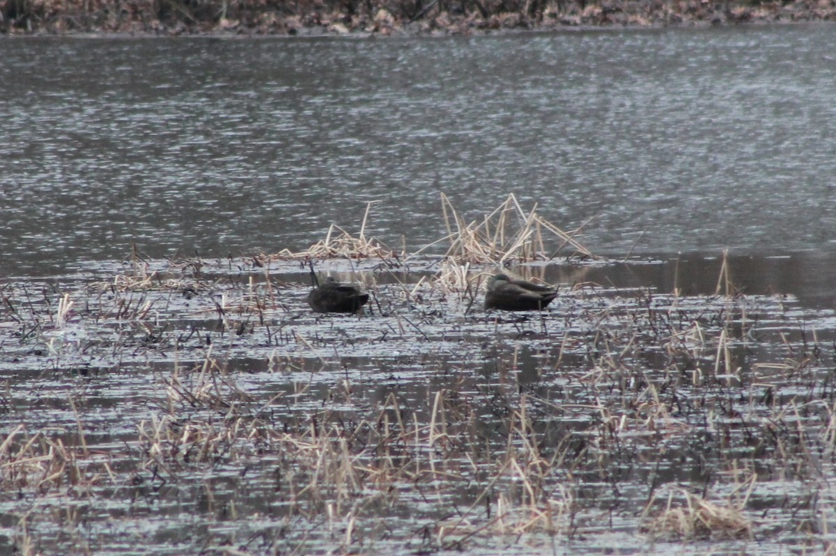 American Black Duck - ML542752471