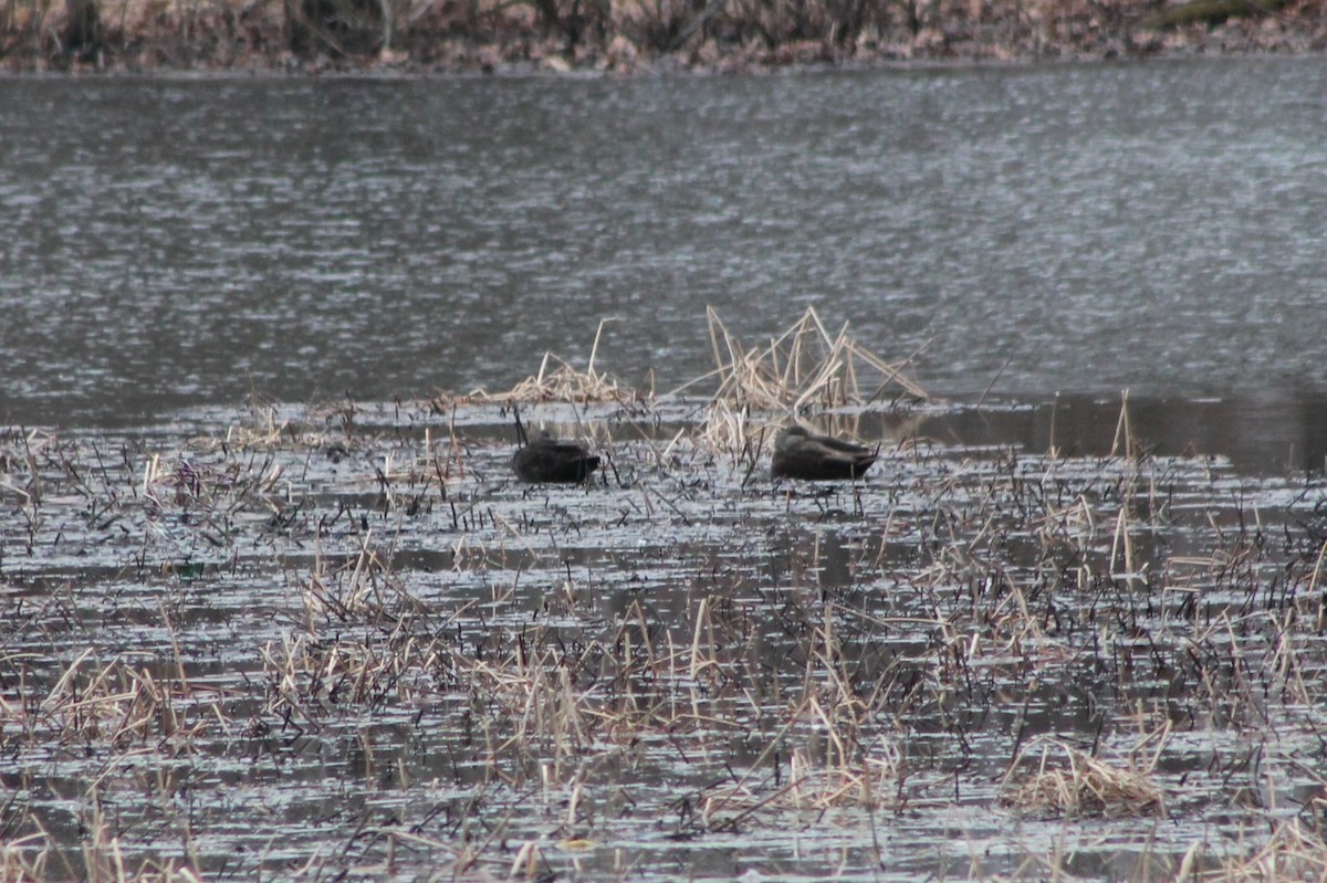 American Black Duck - ML542752481